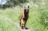 MALINOIS 794